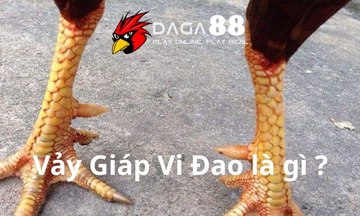 Giới thiệu về vảy Giáp Vi Đao Giới thiệu về vảy Giáp Vi Đao