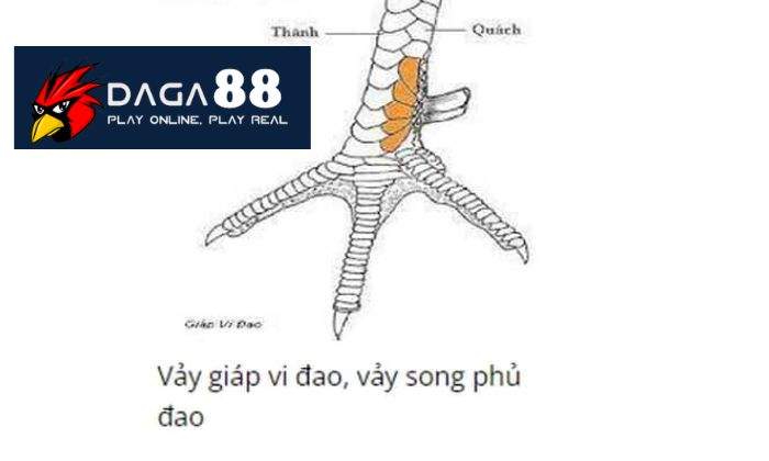 Giới thiệu về vảy Song Phủ Đao Giới thiệu về vảy Song Phủ Đao