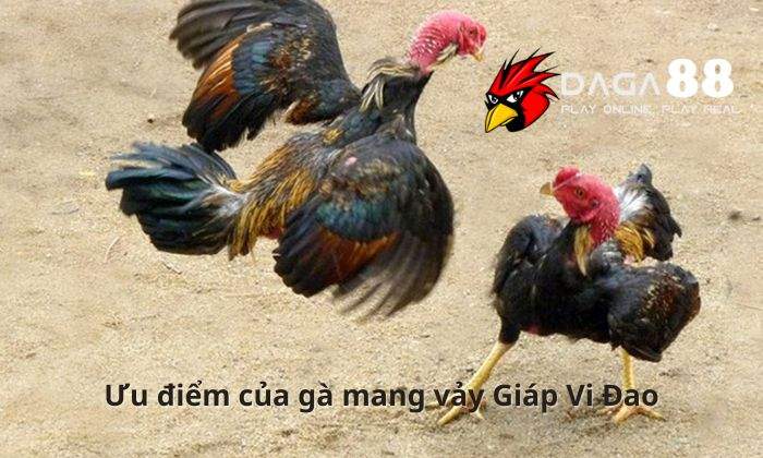 Ưu điểm của gà mang vảy Giáp Vi Đao Ưu điểm của gà mang vảy Giáp Vi Đao