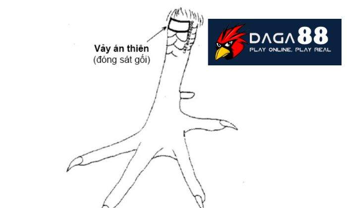 Vảy Án Thiên Vảy Án Thiên