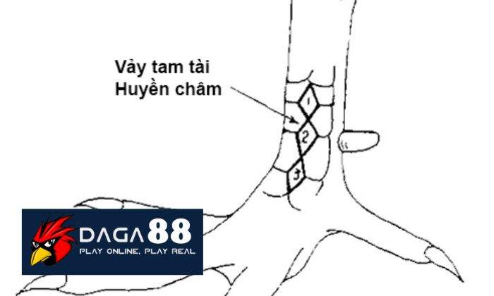 Vảy Huyền Châm Vảy Huyền Châm